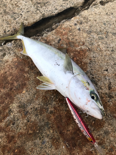 ハマチの釣果