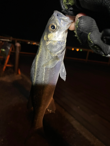 セイゴ（ヒラスズキ）の釣果