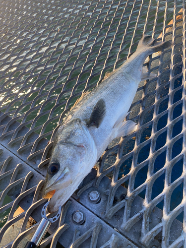 スズキの釣果