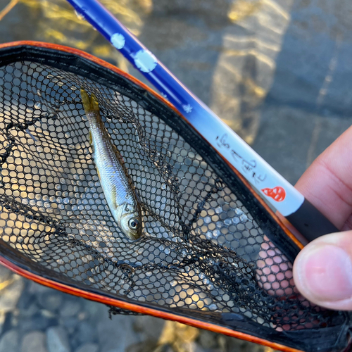 カワムツの釣果