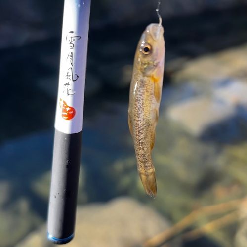 アブラハヤの釣果