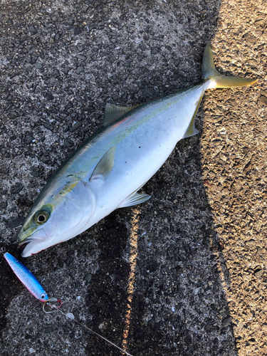 ハマチの釣果