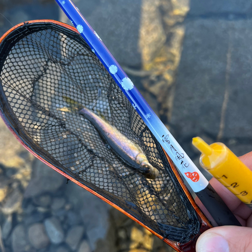 カワムツの釣果