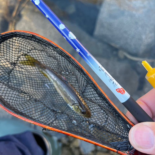 カワムツの釣果