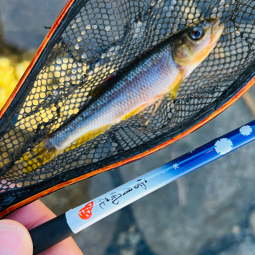 カワムツの釣果