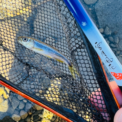 カワムツの釣果