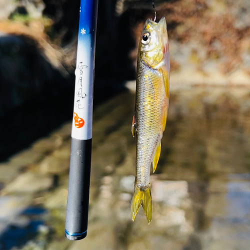 カワムツの釣果