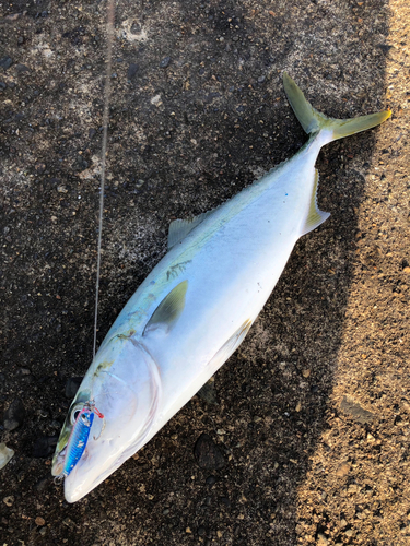 ハマチの釣果