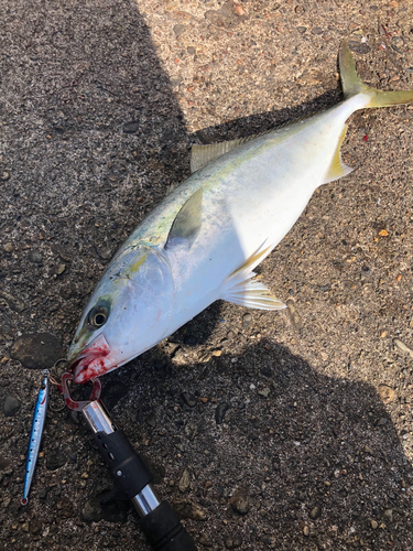 ハマチの釣果