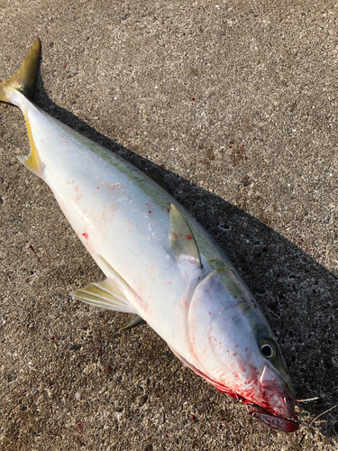 メジロの釣果