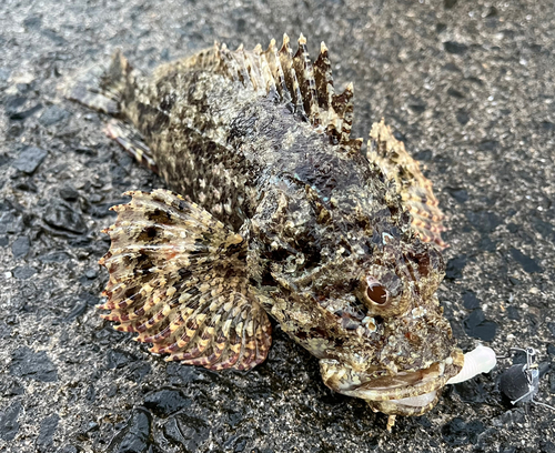 イヌカサゴの釣果