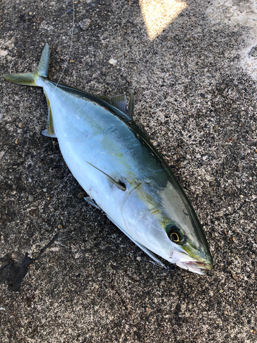 ハマチの釣果