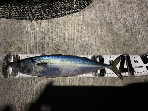 マサバの釣果