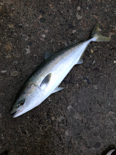 メジロの釣果