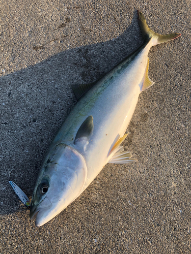 メジロの釣果