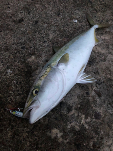 メジロの釣果