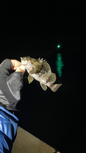 クロソイの釣果