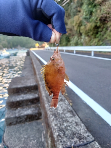 オキゴンベの釣果