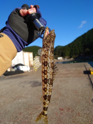 アカエソの釣果