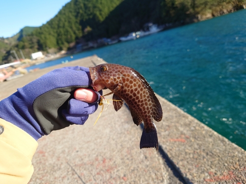 オオモンハタの釣果