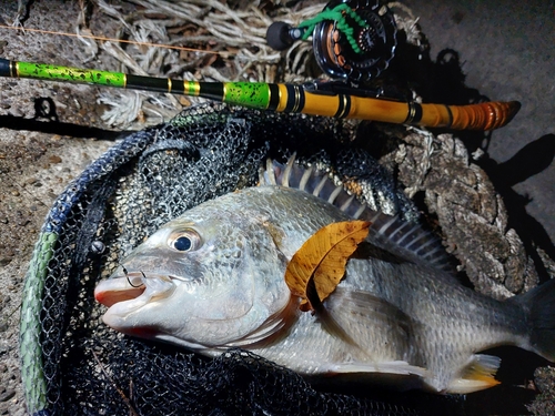 キビレの釣果