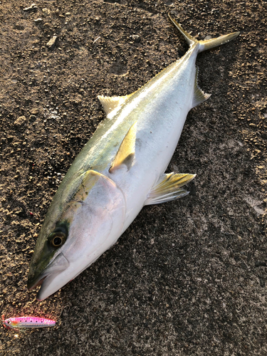 メジロの釣果