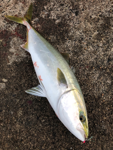 メジロの釣果