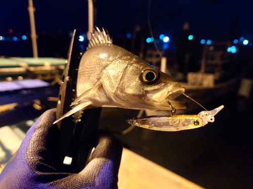 セイゴ（マルスズキ）の釣果