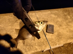 セイゴ（マルスズキ）の釣果