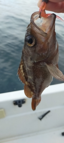 エゾメバルの釣果