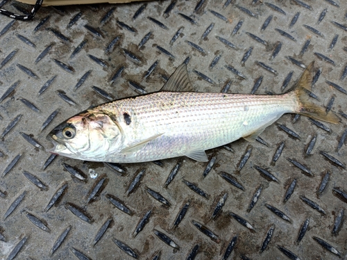 コノシロの釣果