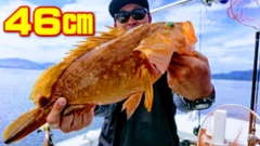 キジハタの釣果