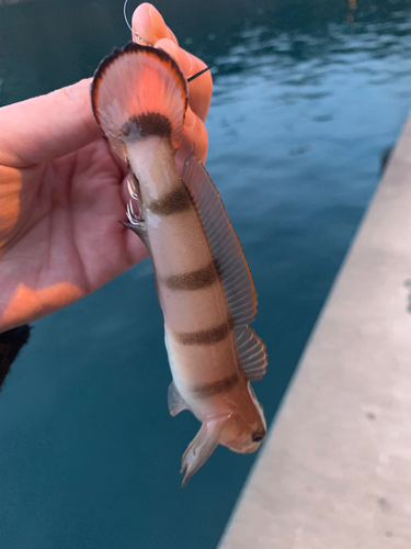 リュウグウハゼの釣果