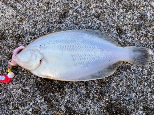 マコガレイの釣果