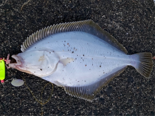 イシガレイの釣果