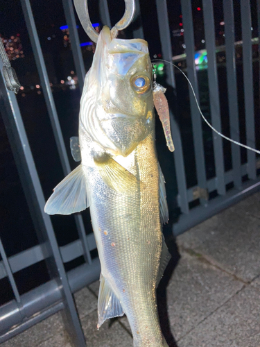 セイゴ（マルスズキ）の釣果