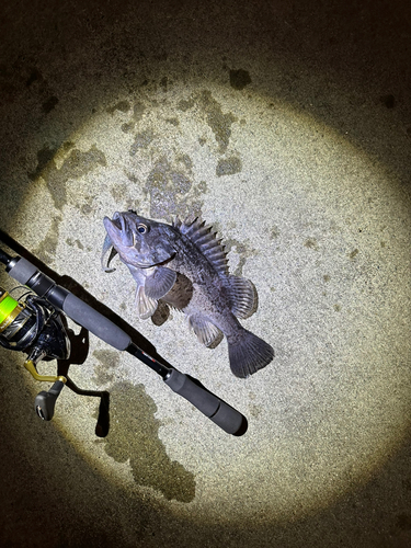 クロソイの釣果