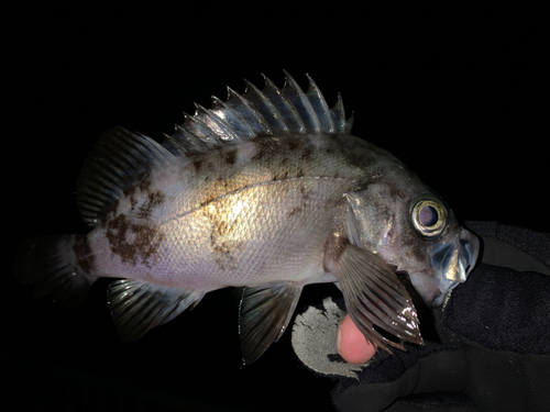 メバルの釣果