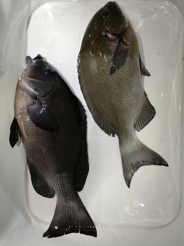 クチブトグレの釣果