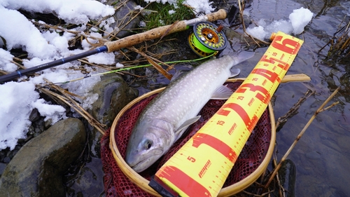 アメマスの釣果