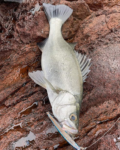 ヒラスズキの釣果