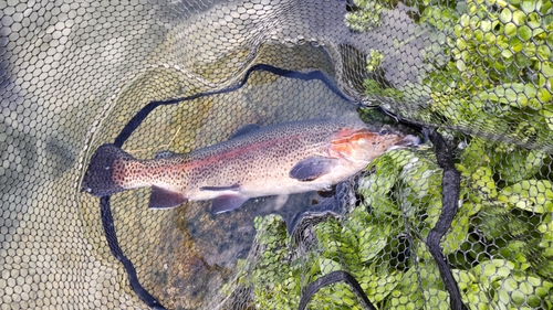 ニジマスの釣果