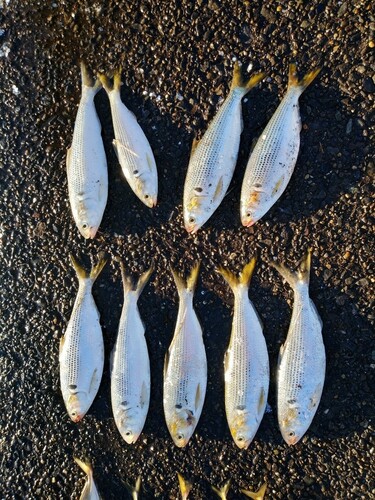 コノシロの釣果