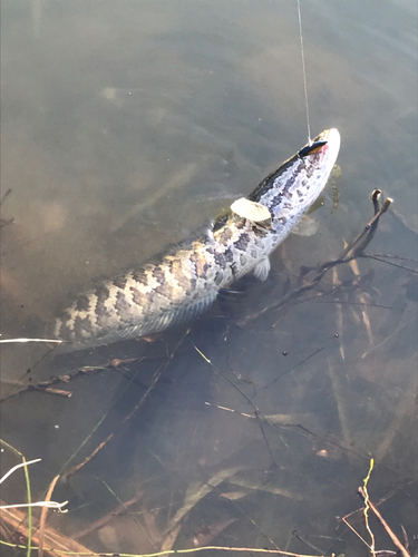 ライギョの釣果