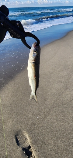 ボラの釣果