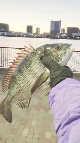 チヌの釣果