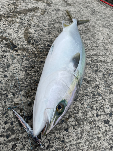 ハマチの釣果