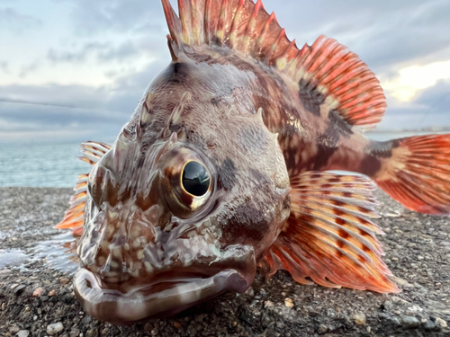 ガシラの釣果