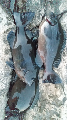 メジナの釣果