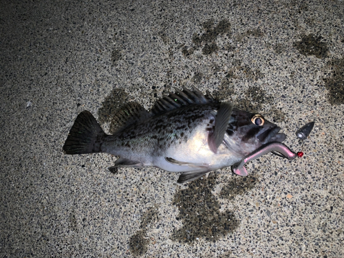 クロソイの釣果